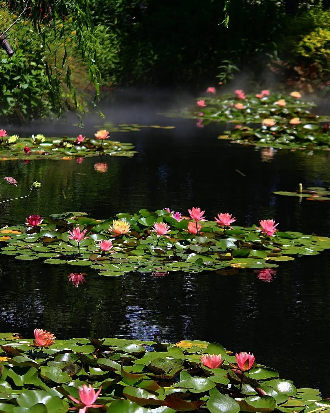 Нимфея Прудовая