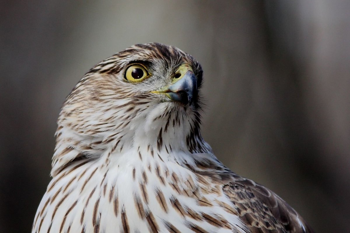 Ястребиный Сарыч