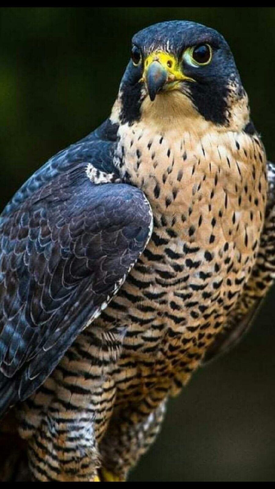 Сокол Сапсан птица