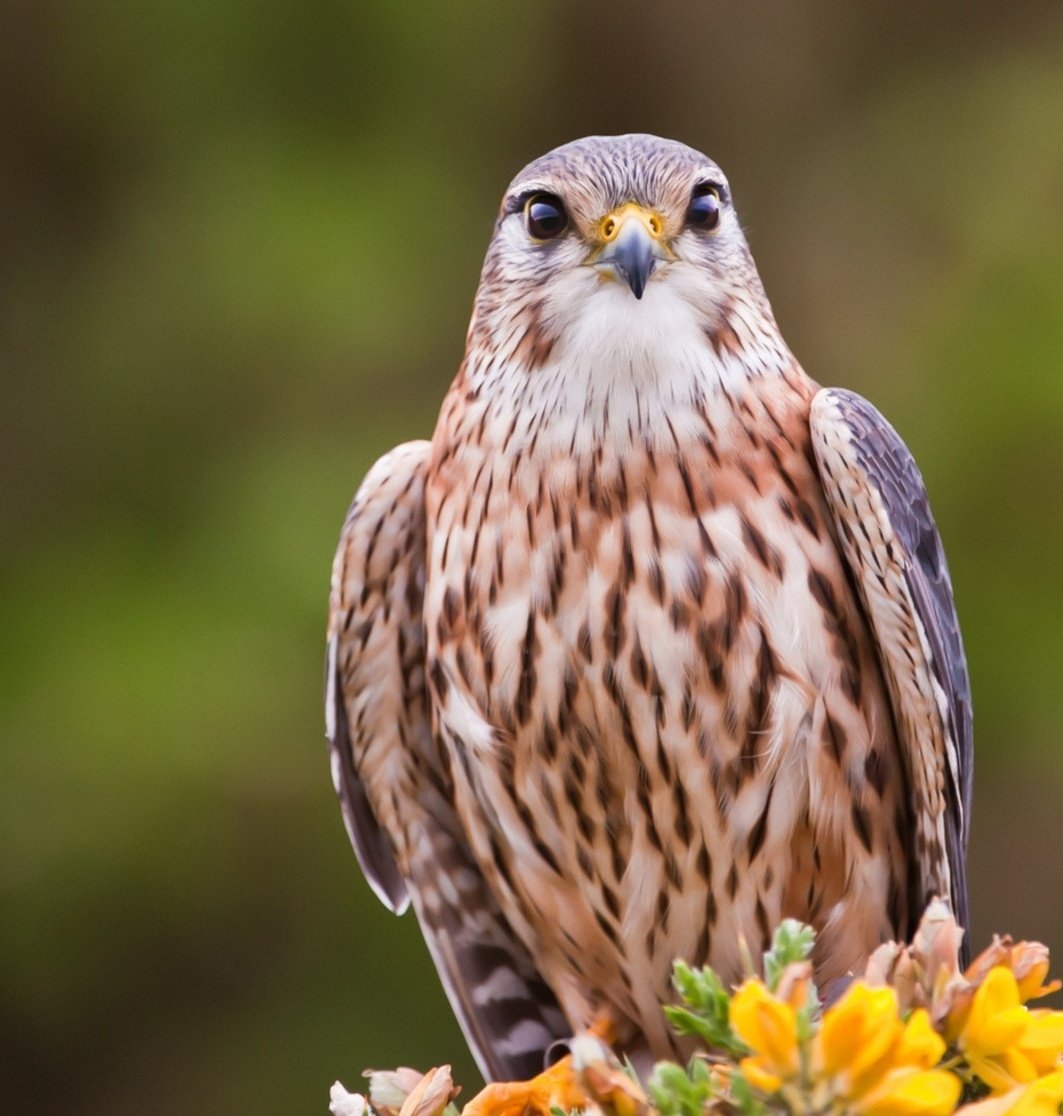 Ястреб дербник