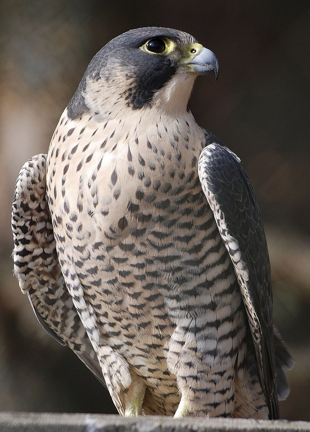 Сокол Сапсан