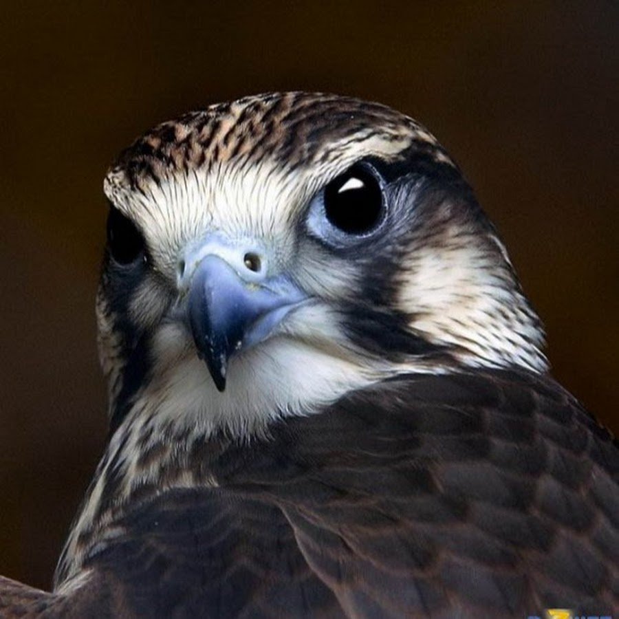 Соколенок Сапсан