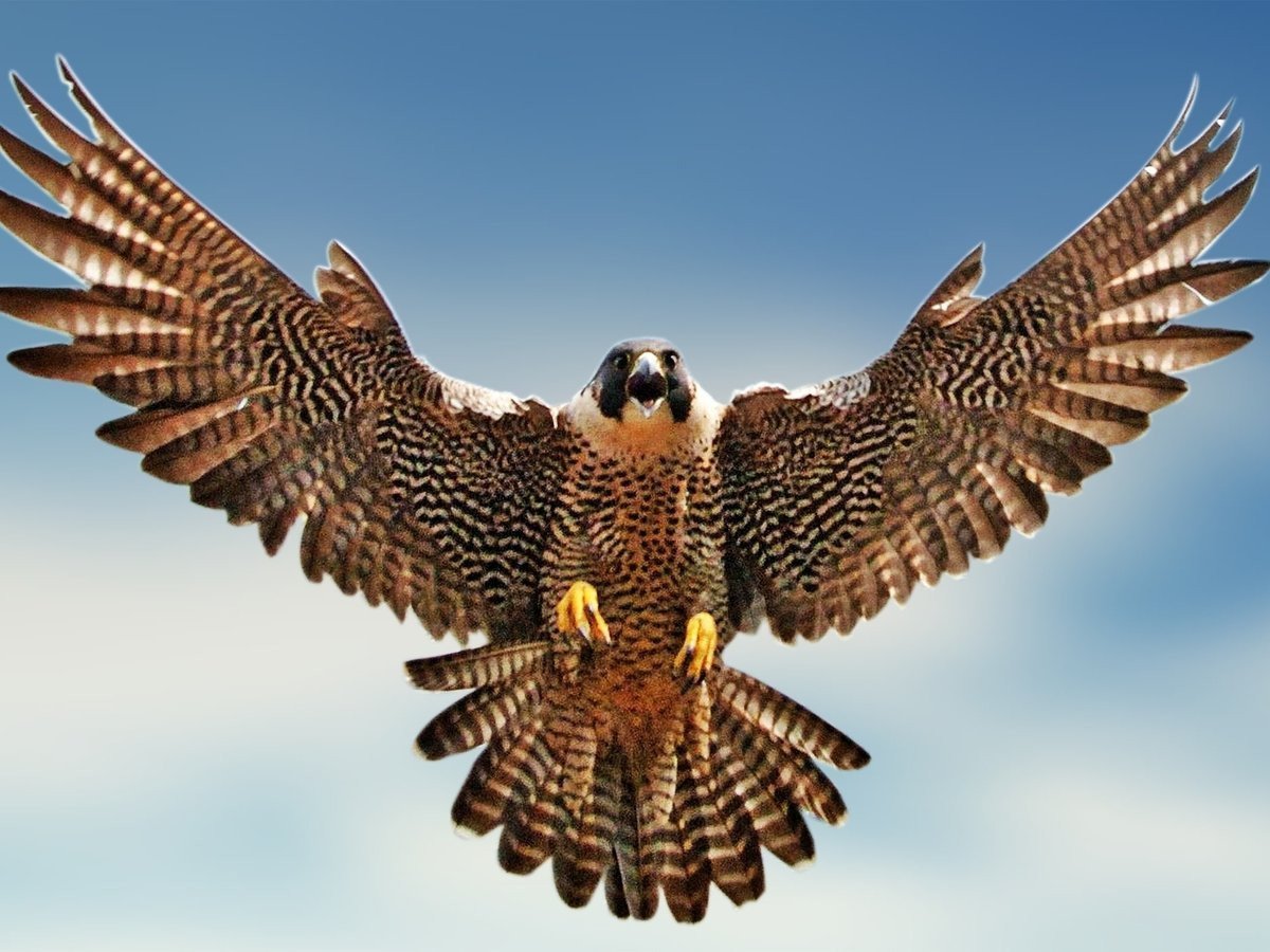 Сапсан птица