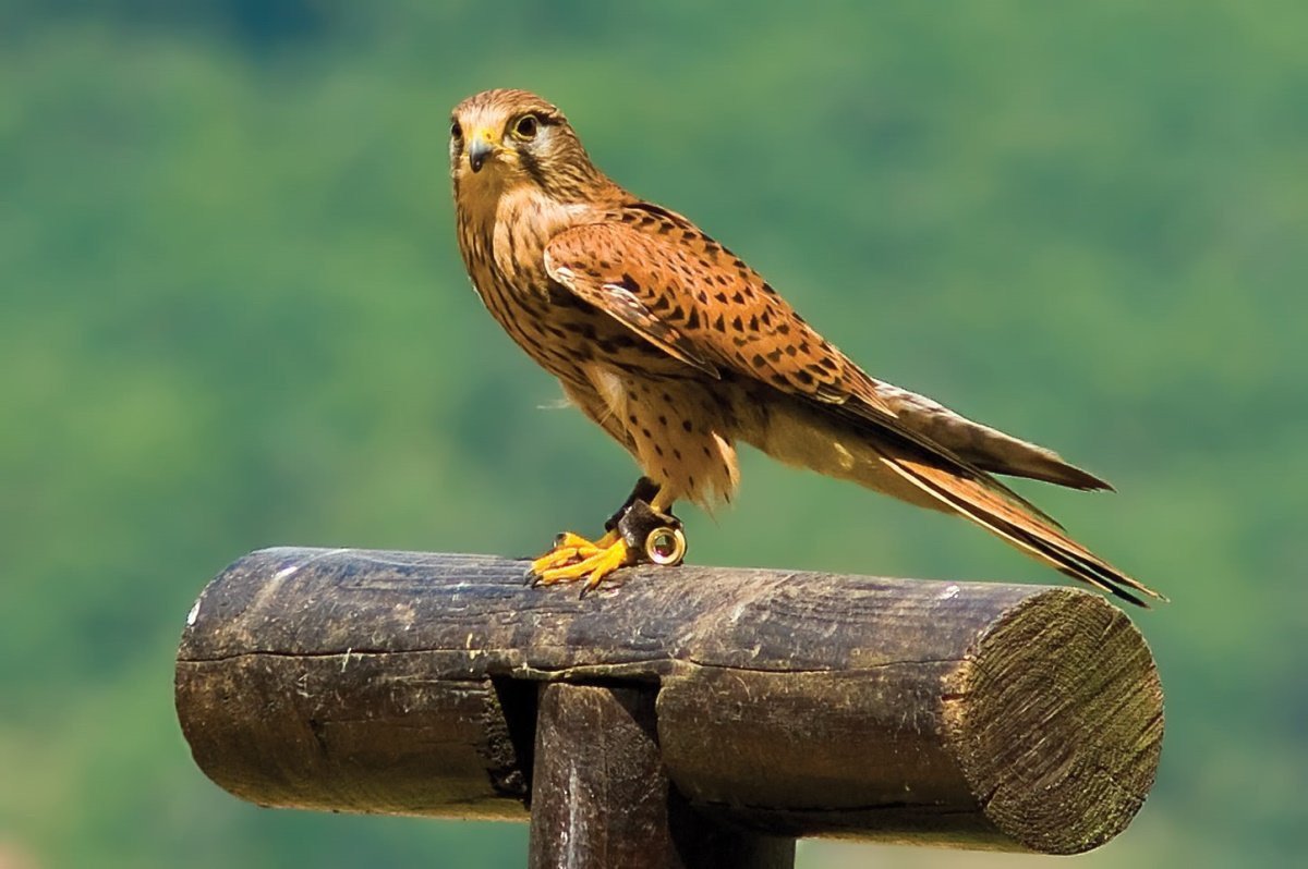 Сокол Пилигрим