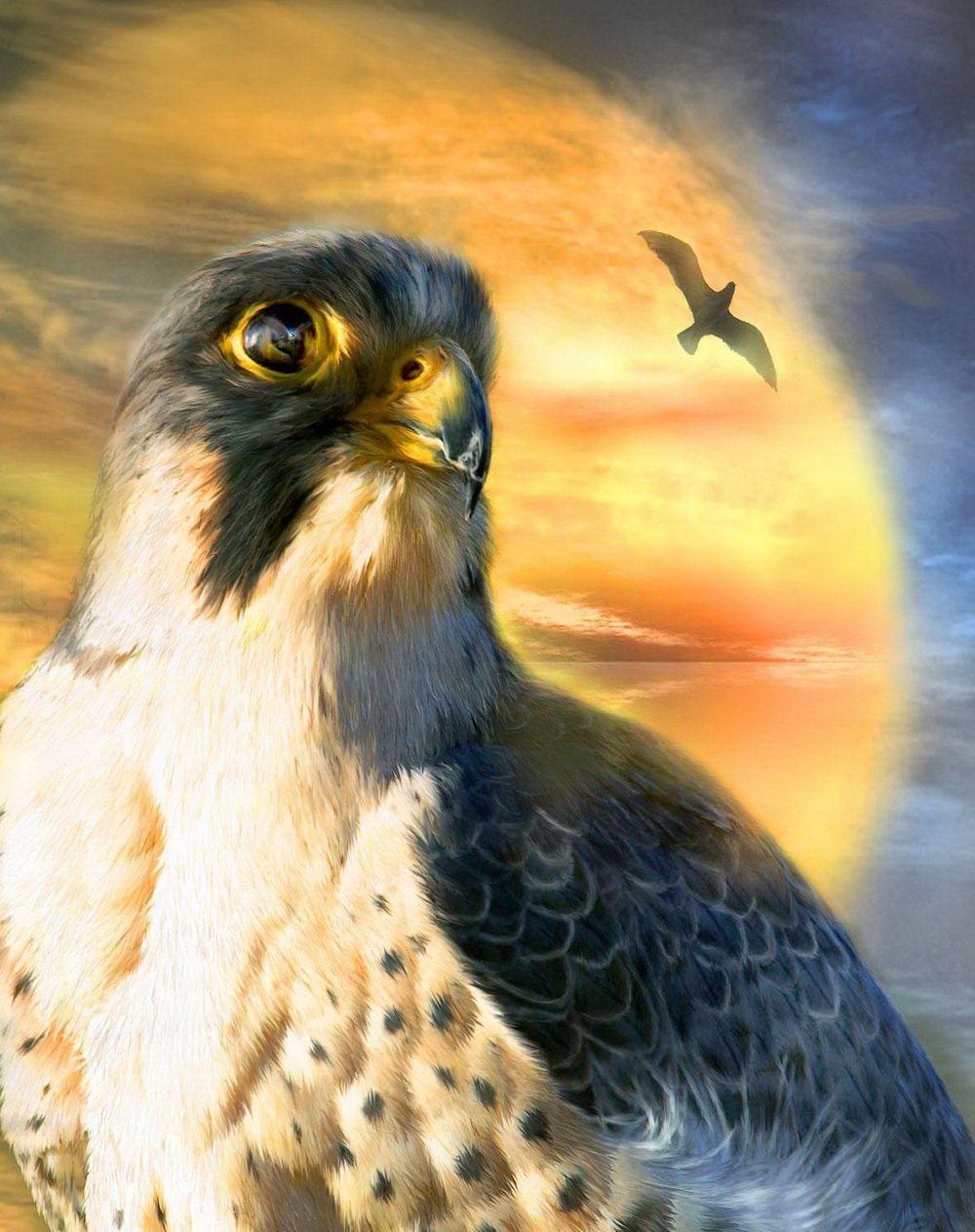 Кэрол Каваларис Сова Совы