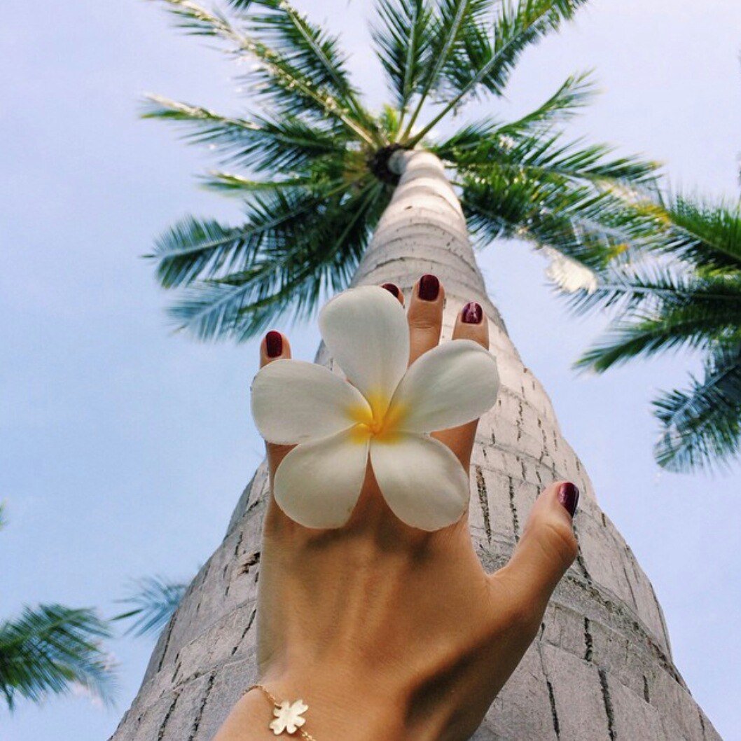 Пальма новый год