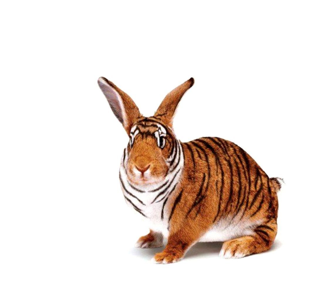 Суматранский полосатый заяц