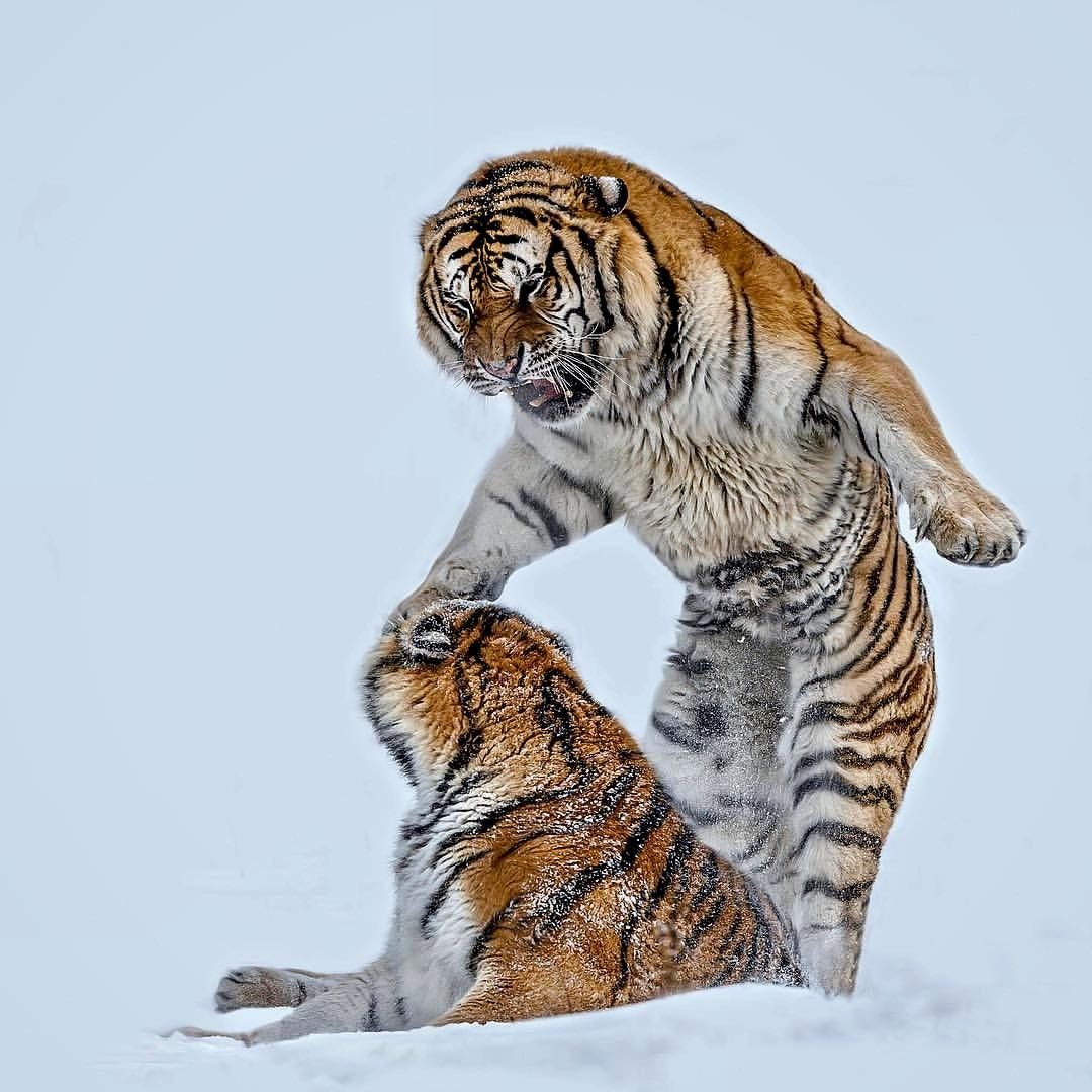 Тигры дерутся