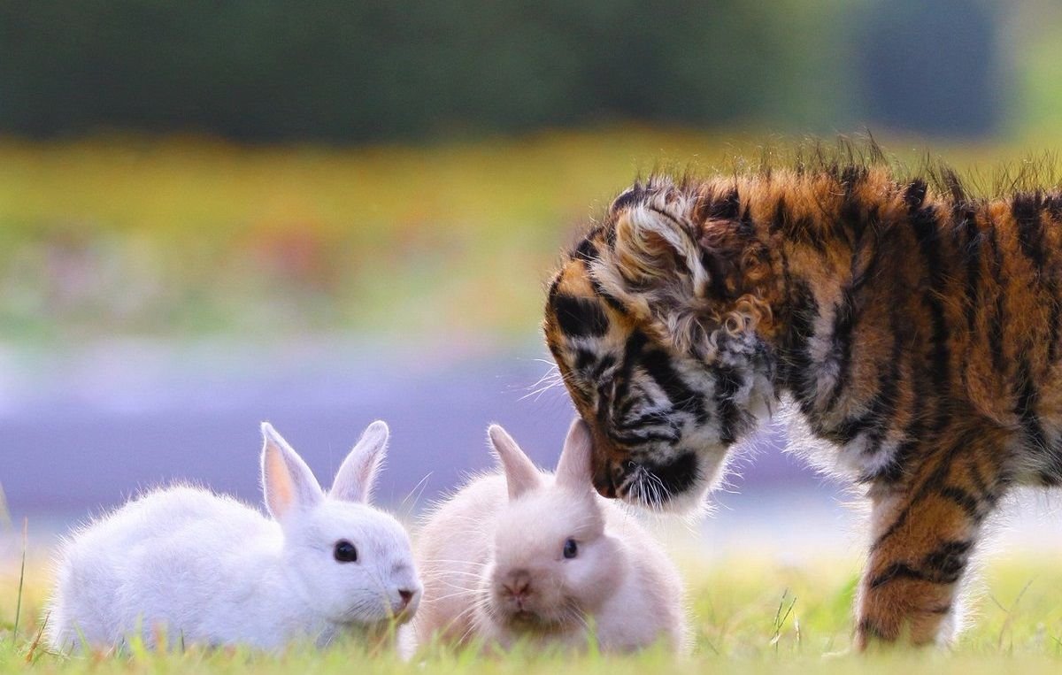 Тигр и заяц