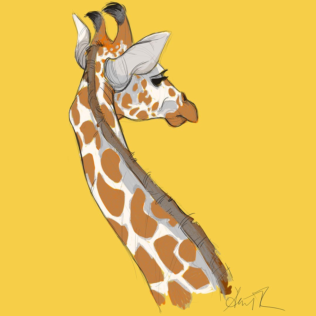 Жираф на белом фоне