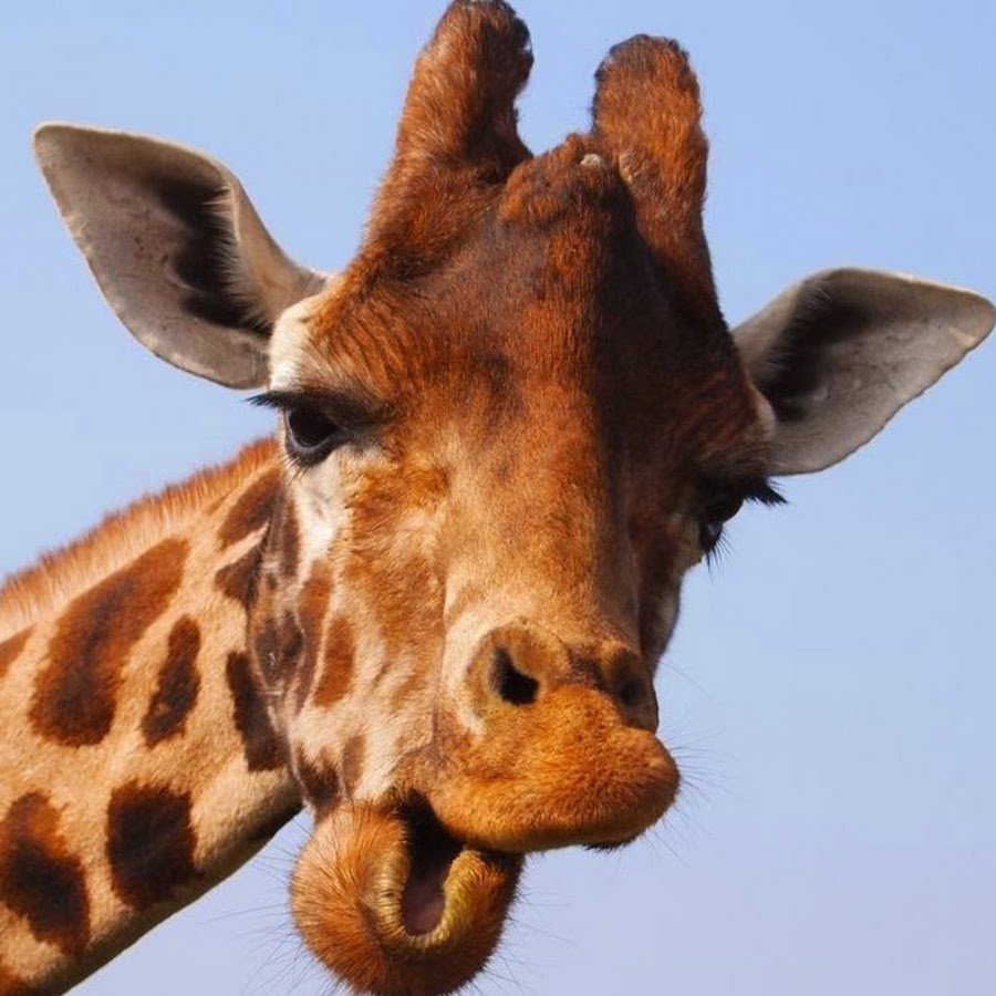 Жирафик смешной