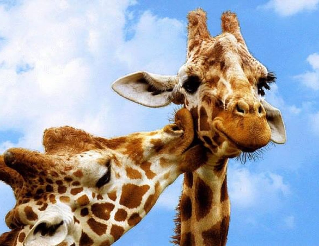 Радостный Жираф