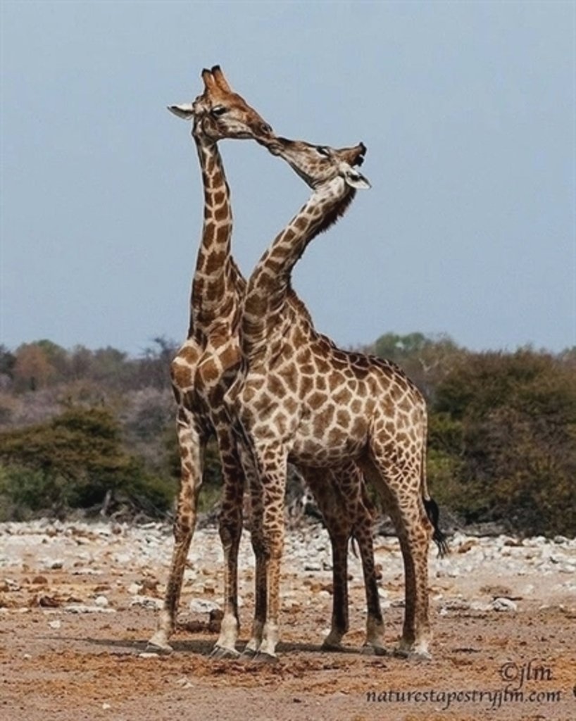 Жирафы обнимаются