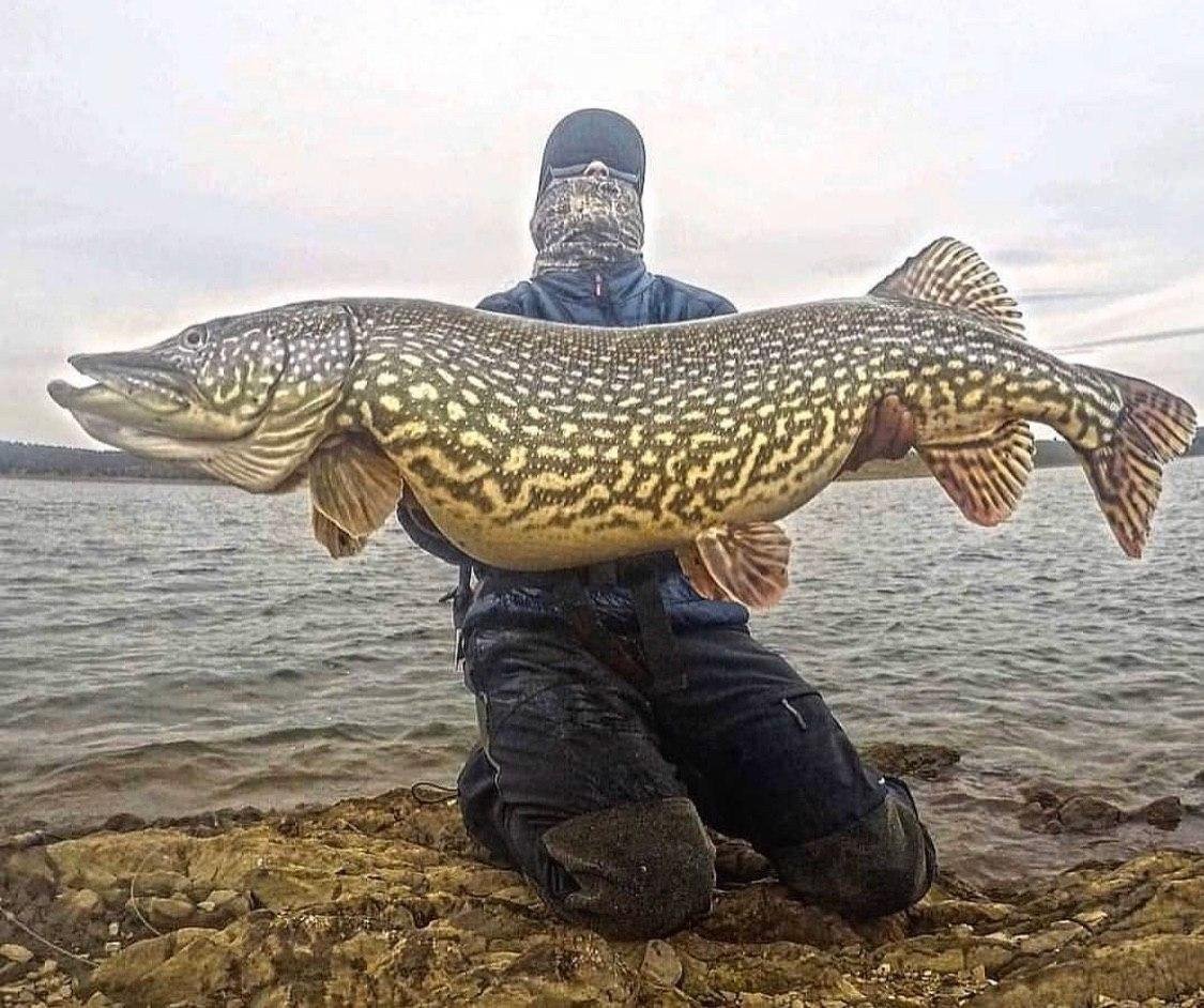 Гигантская щука