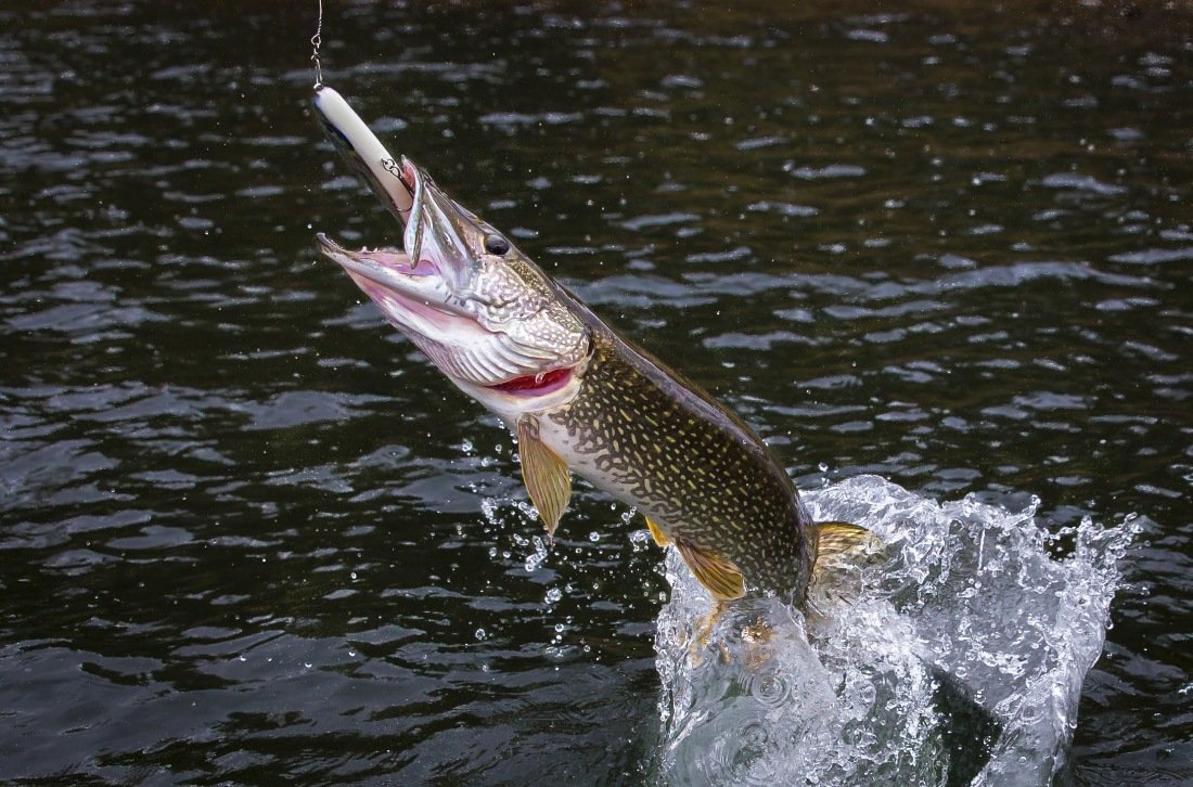 Рыба щука рыбалка