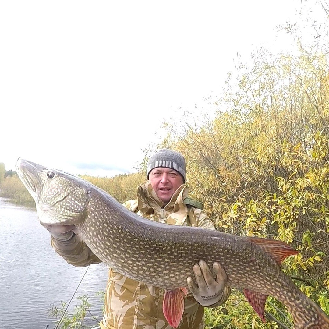 Щука ест рыбу