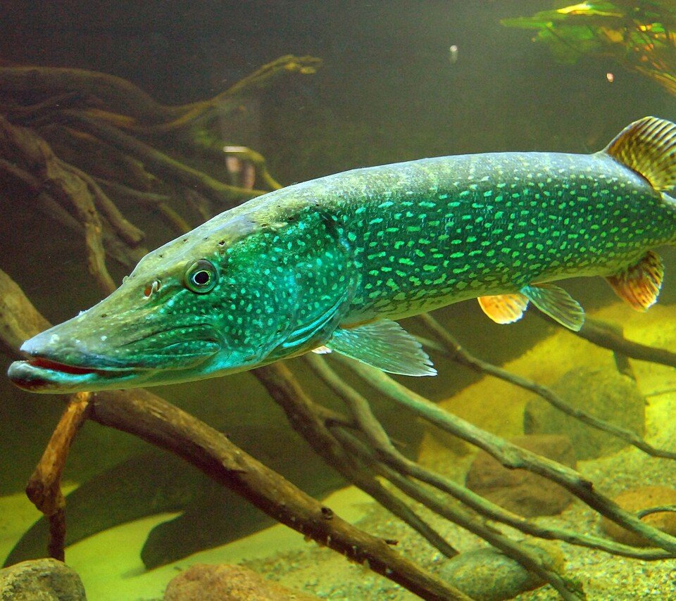 Травяная щука