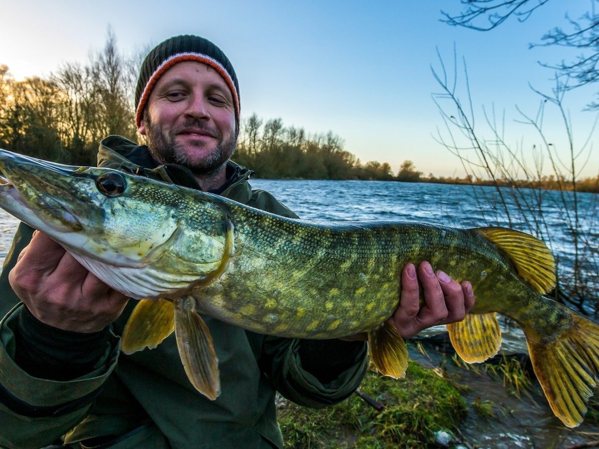 Щука в воде