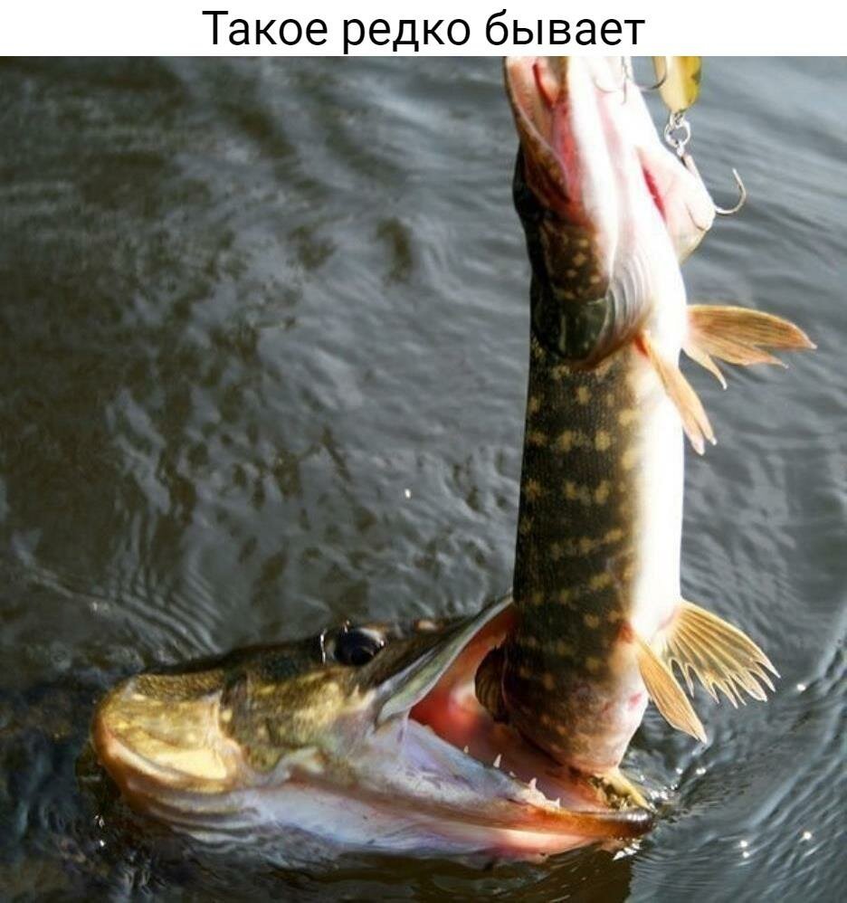 Самая большая щука