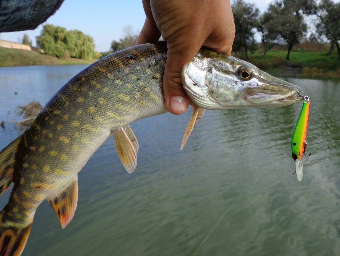 Крупная Речная щука