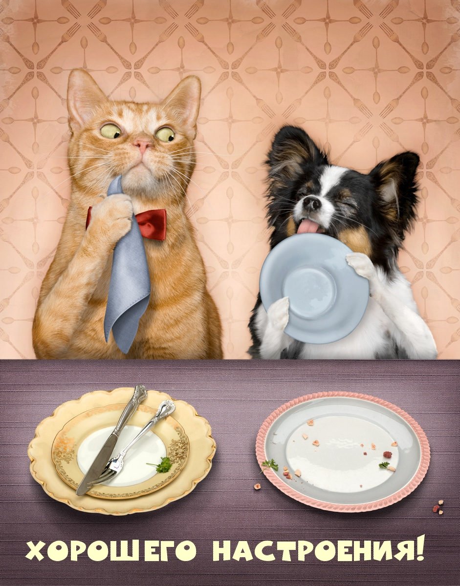 Кот завтракает