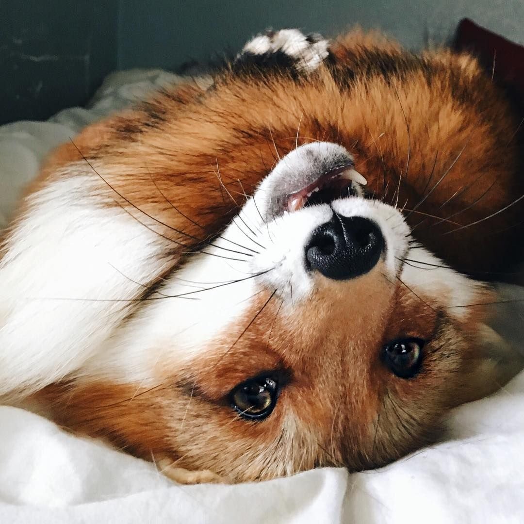 Домашняя лиса Джунипер