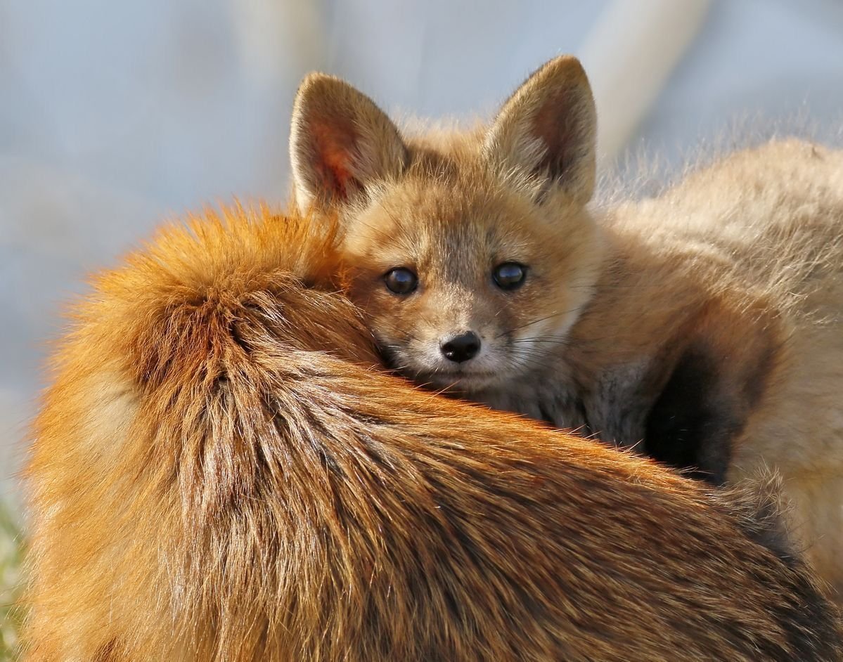 Маленькая лиса