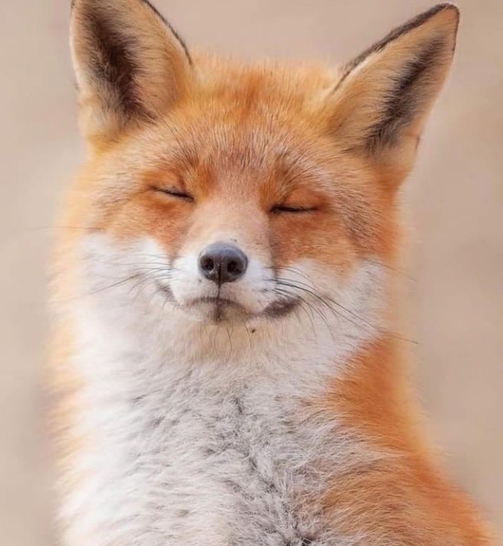 Милая Лисичка