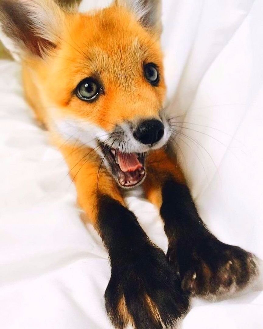 Лиса породы Джунипер