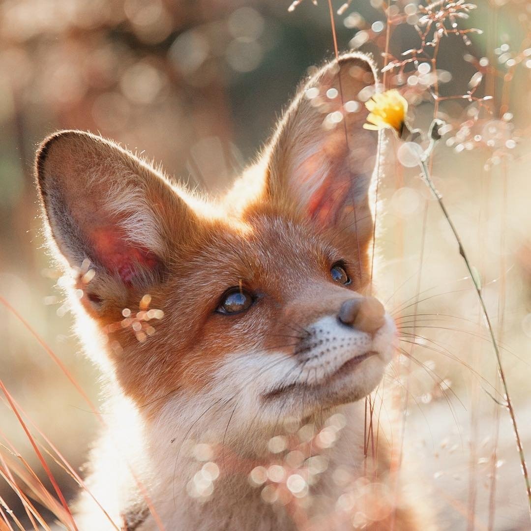 Добрая лиса