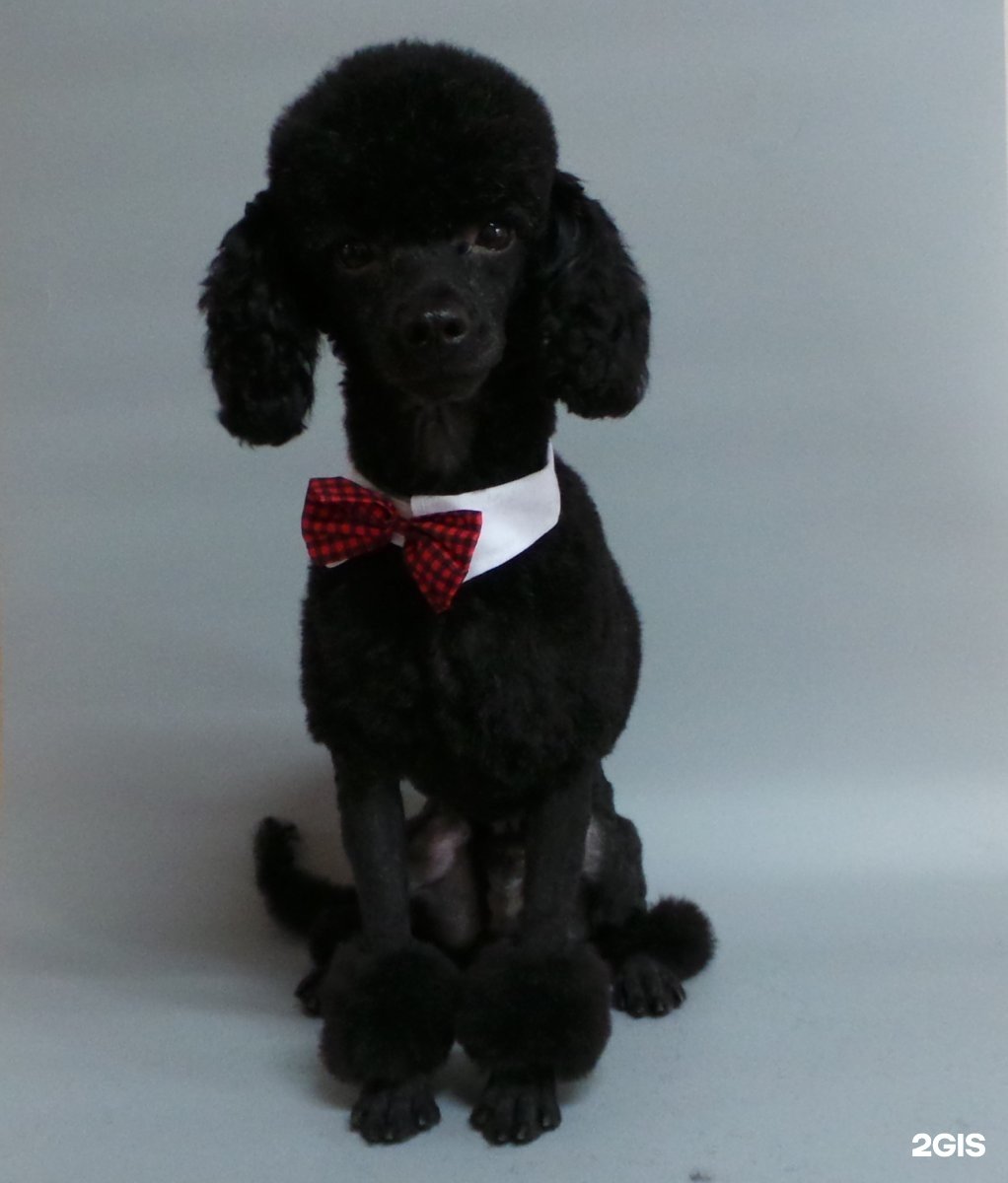 Пудель Артемон Буратино