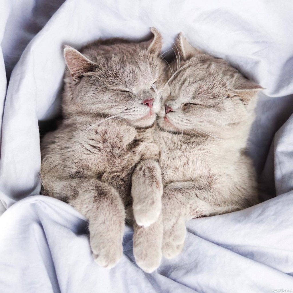 Спокойной ночи котик