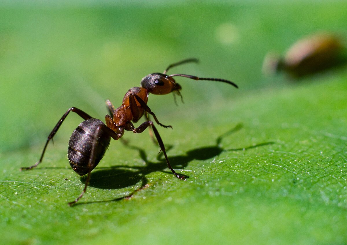 Красный Лесной муравей