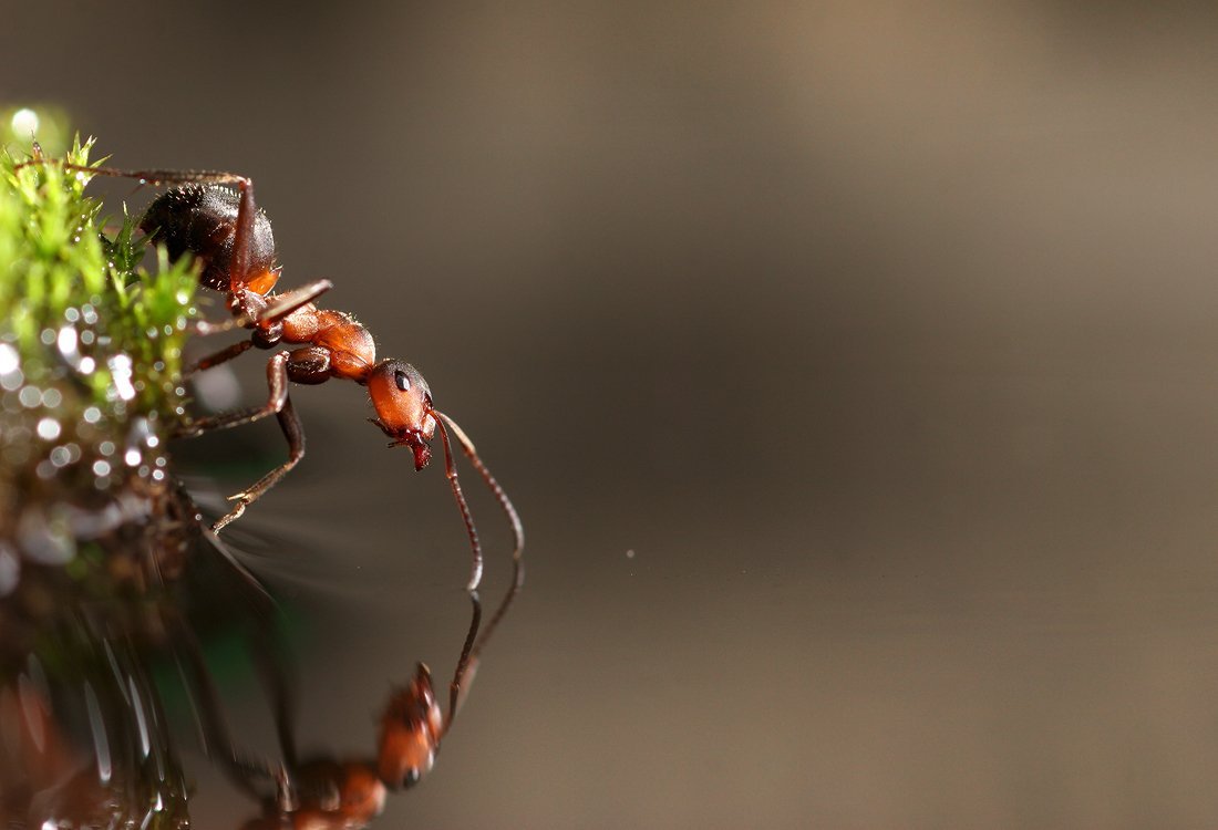 Муравей Листоед