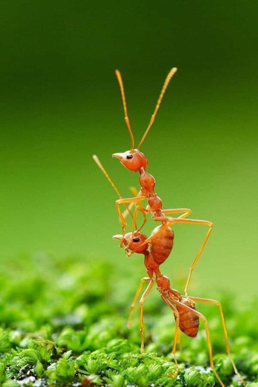 Волосистый Лесной муравей