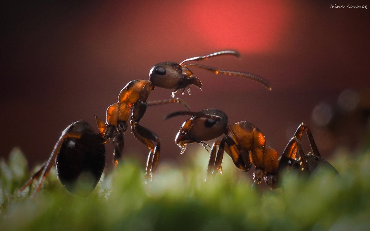 Муравей золотой панцирь