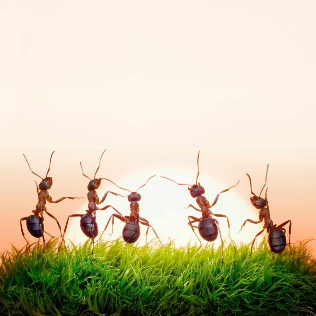 Муравей отшельник