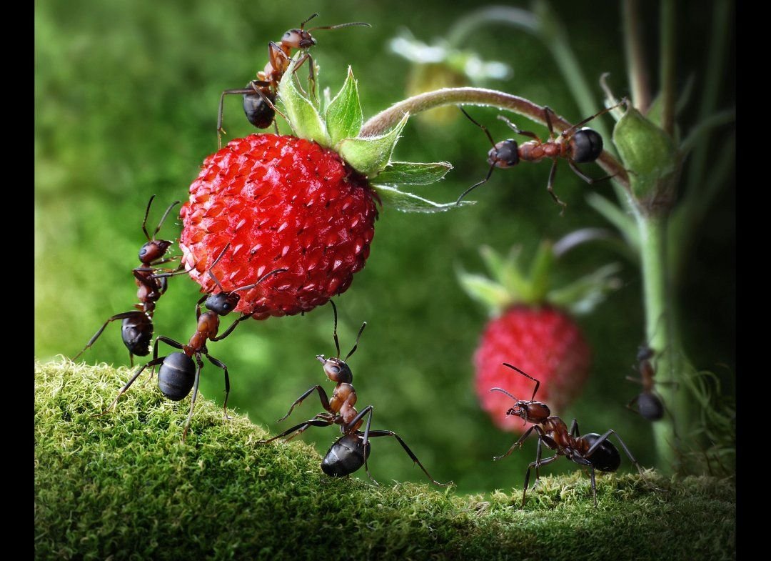Андрей Павлов муравьи