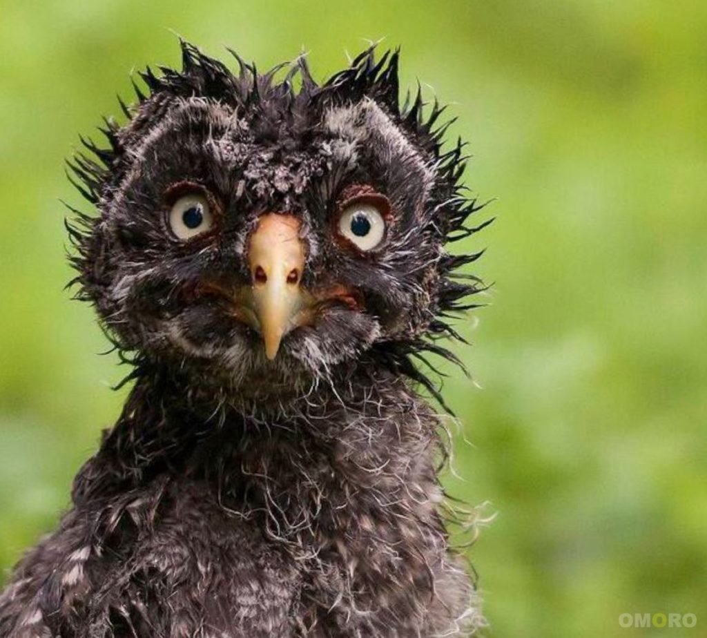 Взъерошенная птица