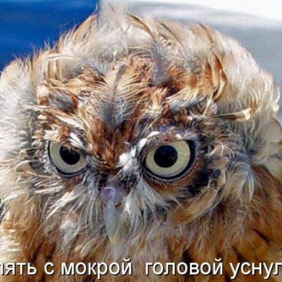 Птичка из мультфильма