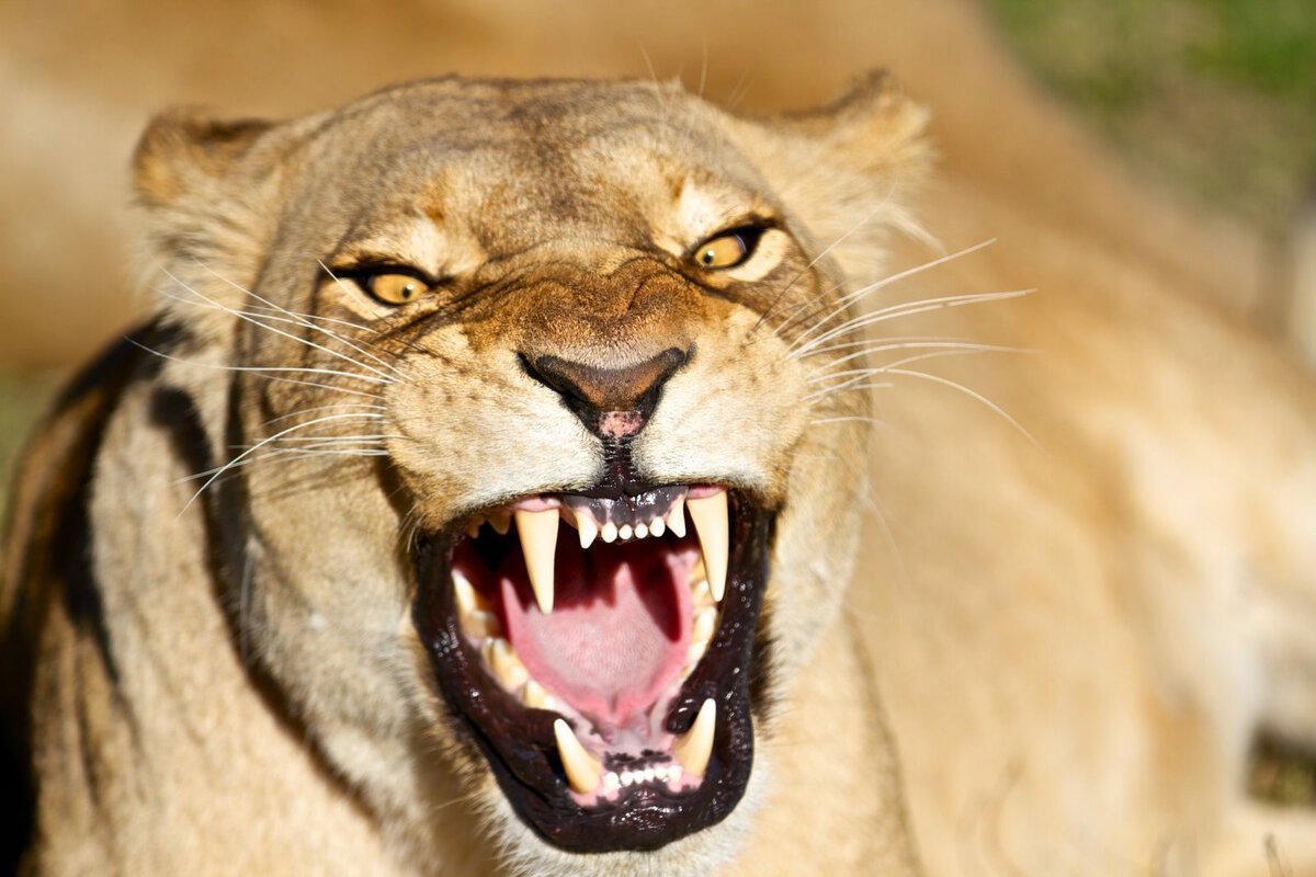 Южноамериканский Смилодон