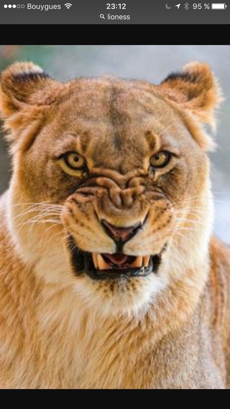 Злая львица