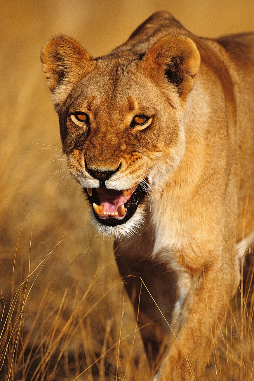 Картинки львицы самые красивые