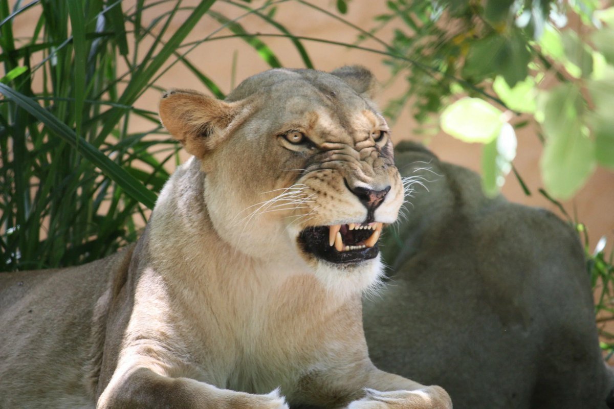 Красивая львица