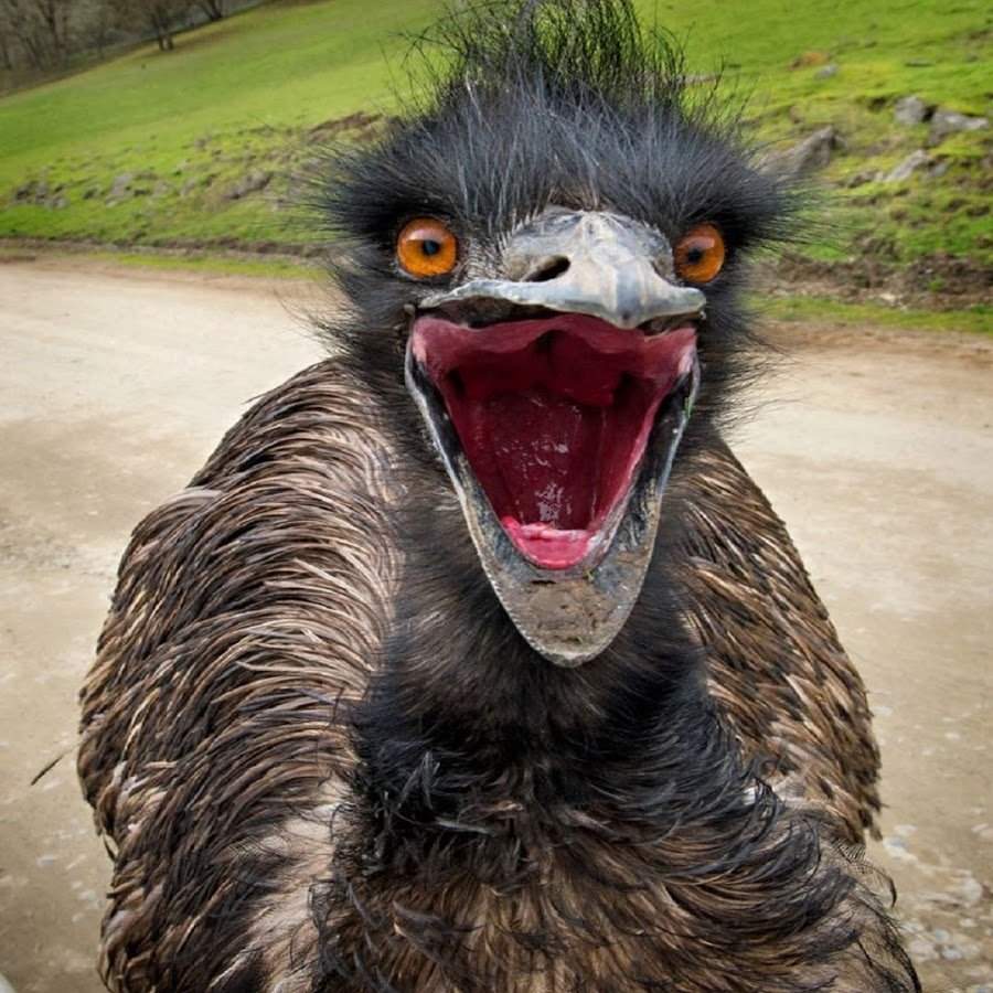 Смешные фразы про птиц