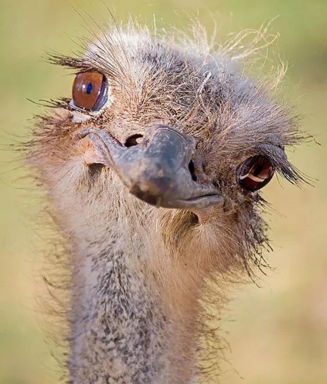 Веселые птички