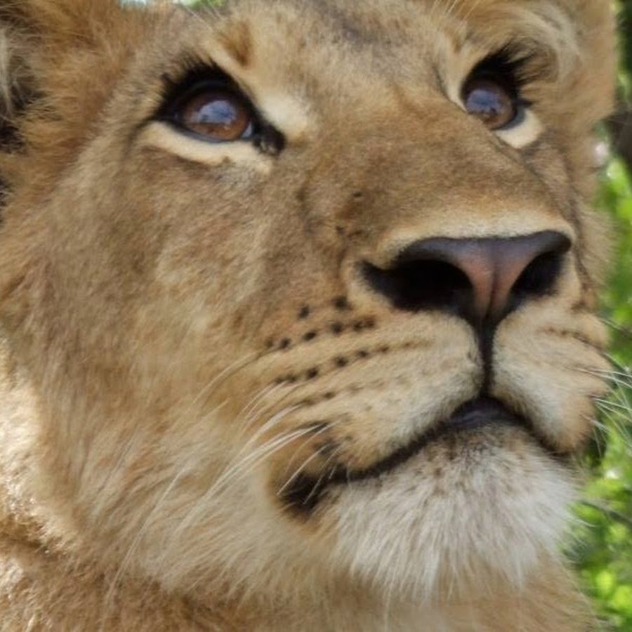 Саблезубый Кугуар