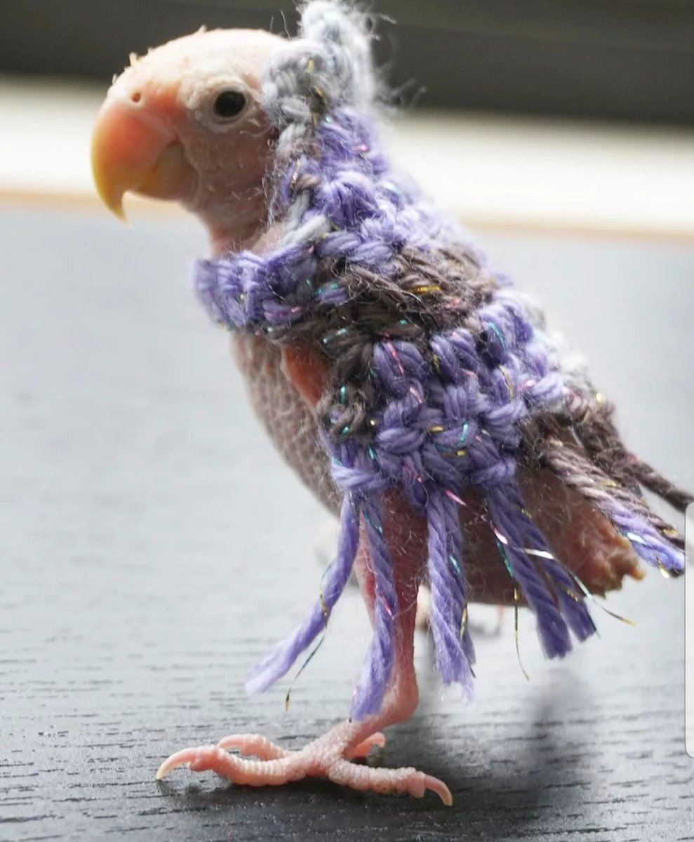 Жаворонок Сова чокнутая птичка