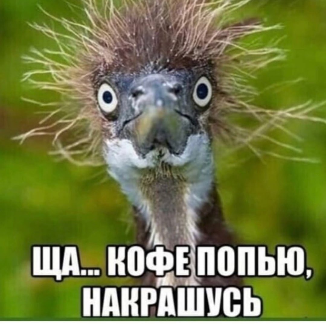 Сумасшедшая Сова