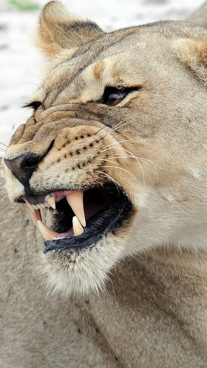 Львица оскал